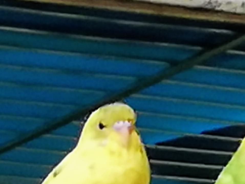 キーちゃん キーちゃん