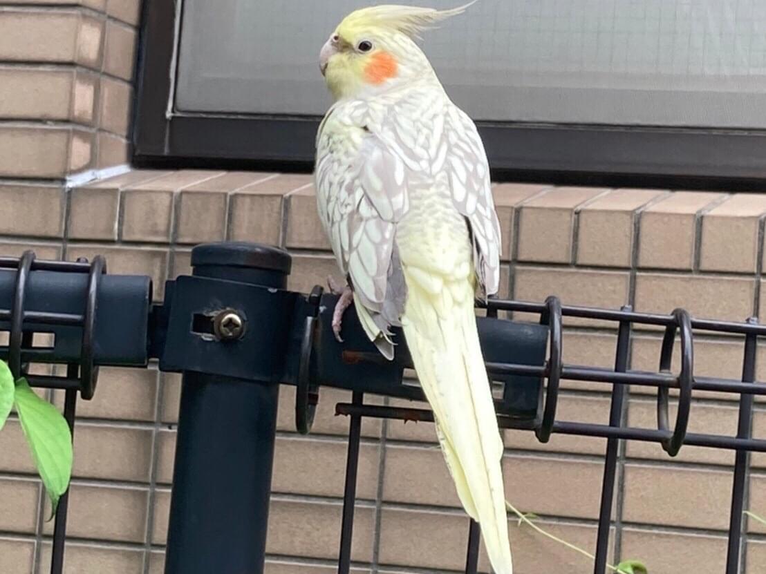 保護された鳥 保護された鳥