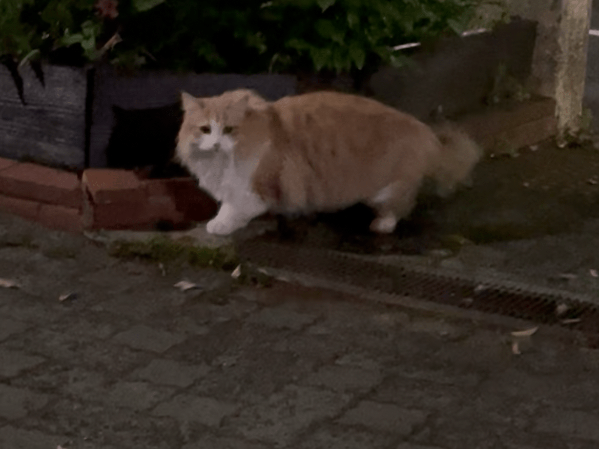 目撃された猫