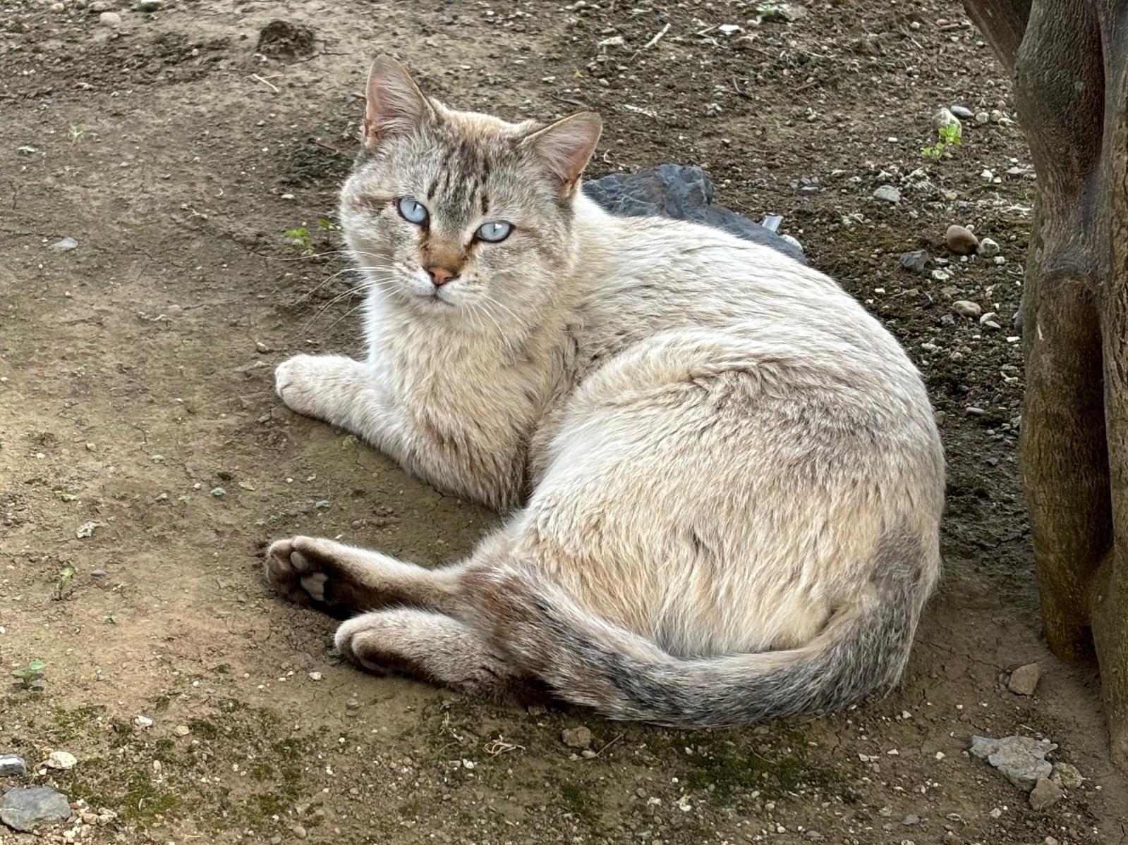 目撃された猫 目撃された猫