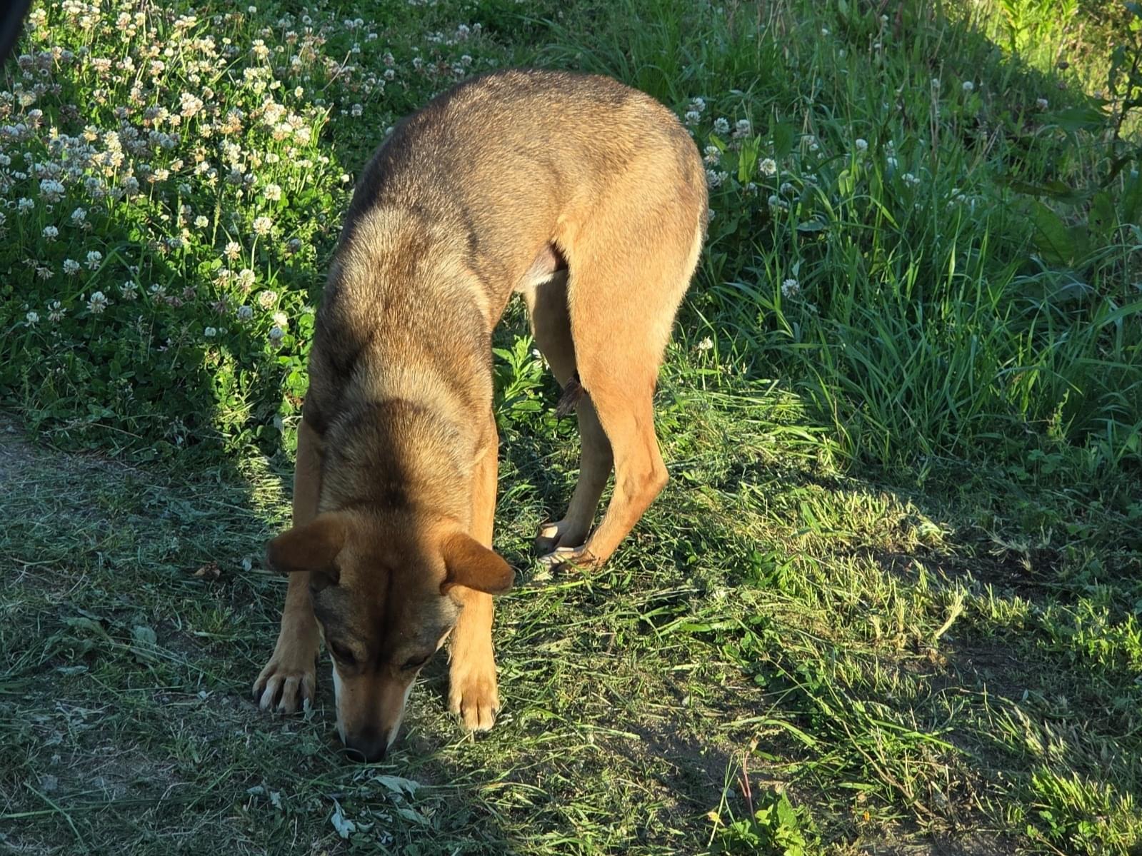 目撃された犬