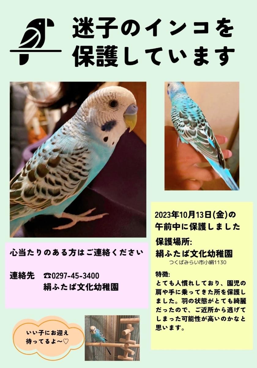 迷子のインコを保護しています