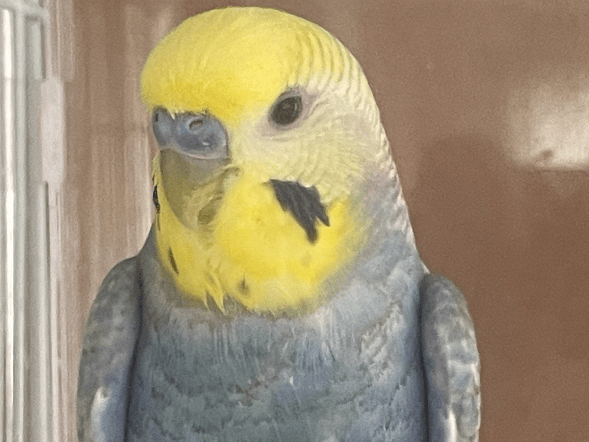 ラムネちゃん ラムネちゃん