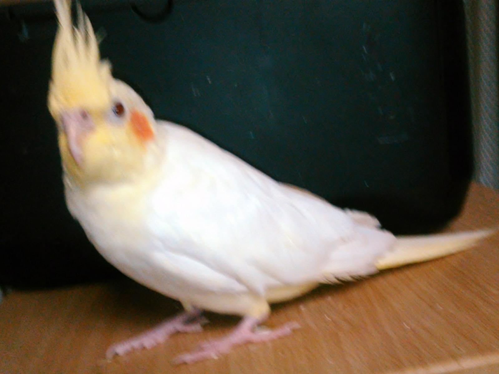 ポチャちゃん ポチャちゃん