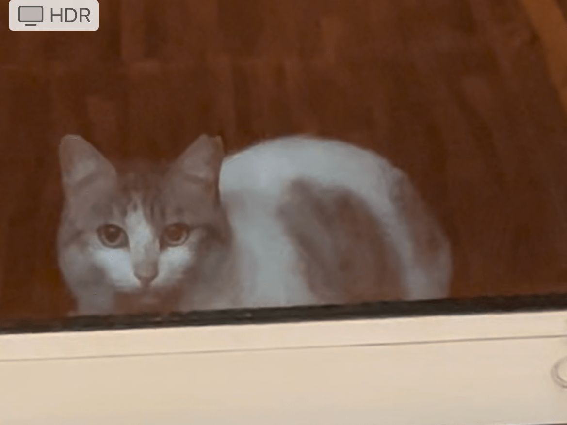 目撃された猫 目撃された猫