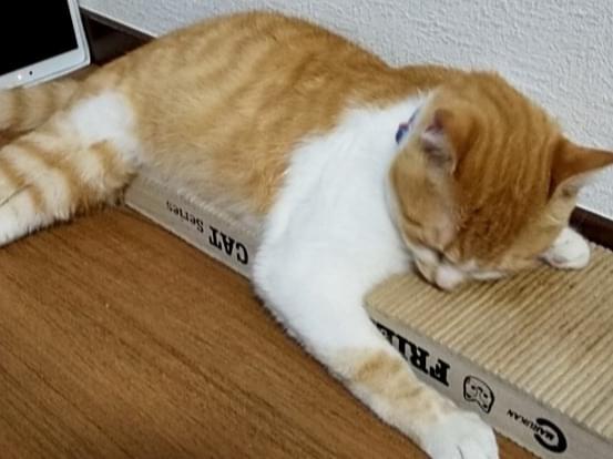 ぜんいつちゃん ぜんいつちゃん