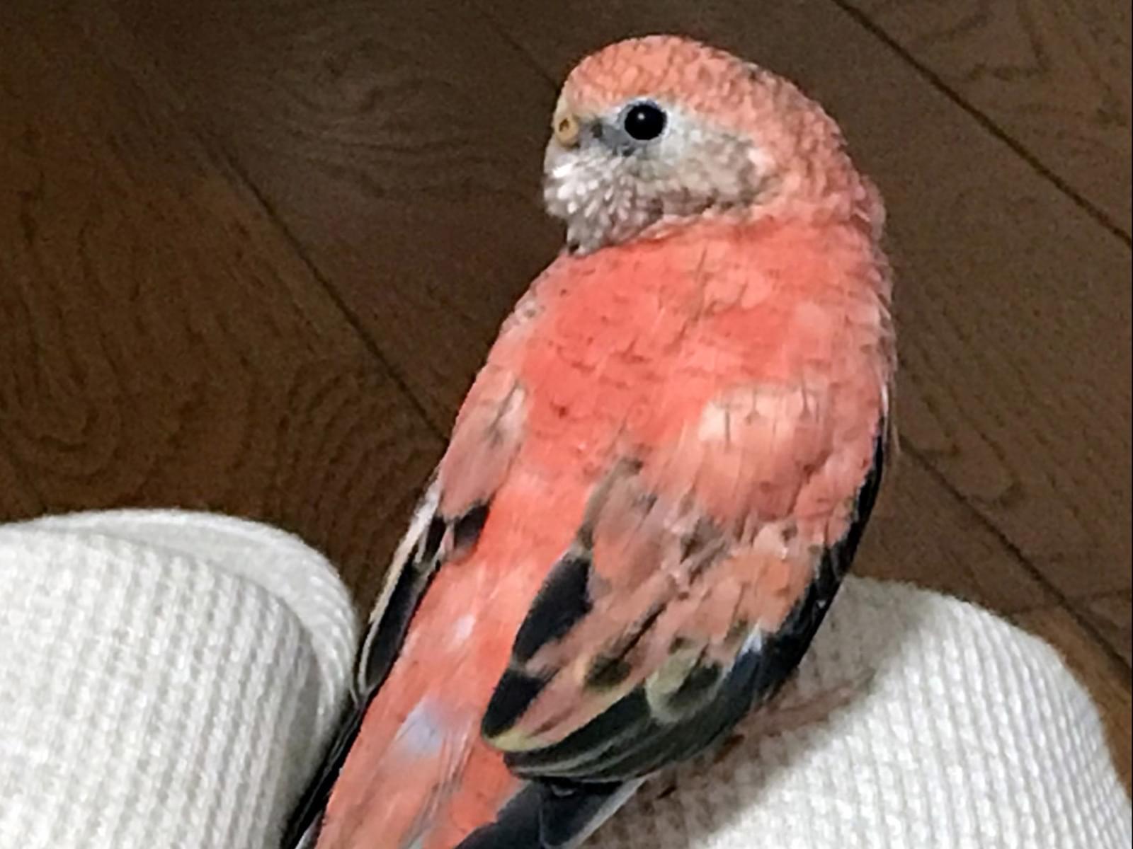 モモちゃん モモちゃん