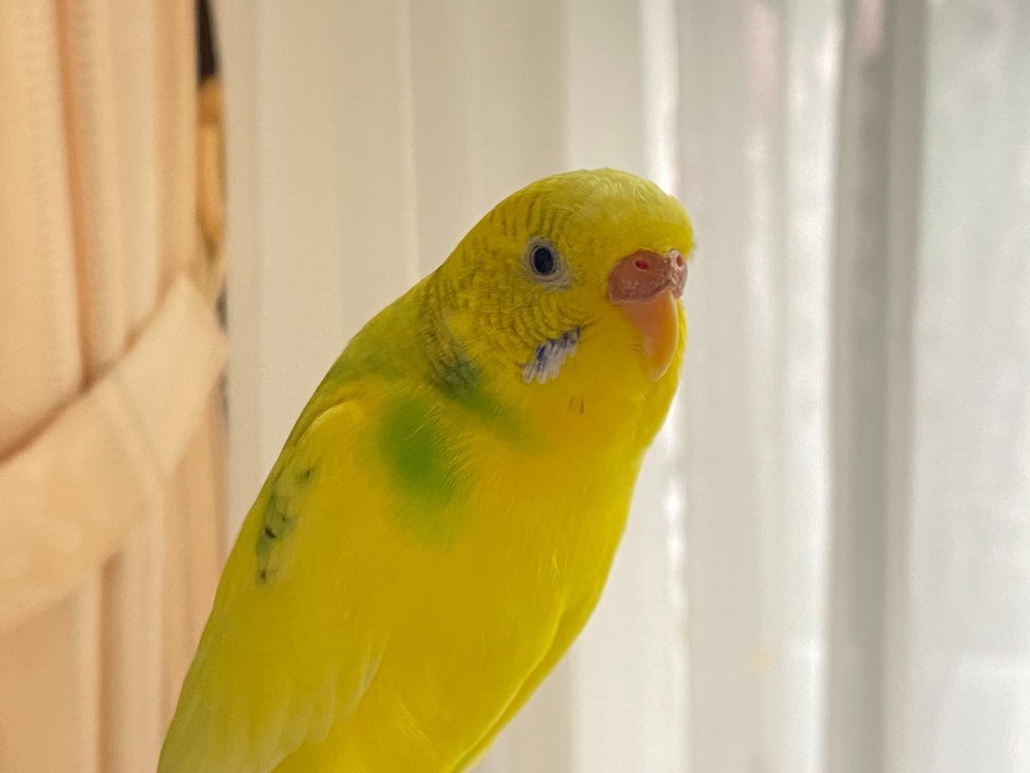 ごーちゃん ごーちゃん