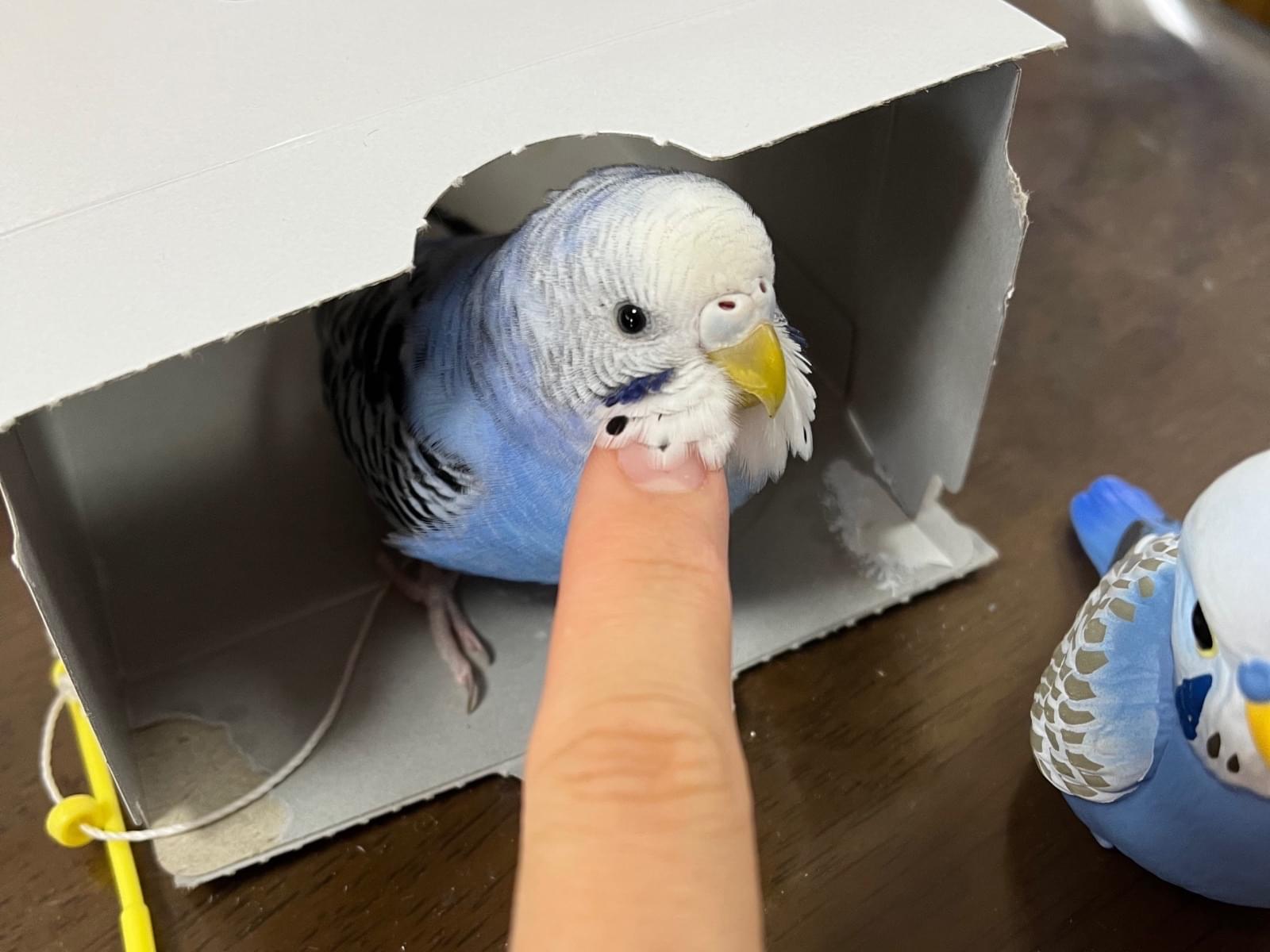 あおちゃん あおちゃん