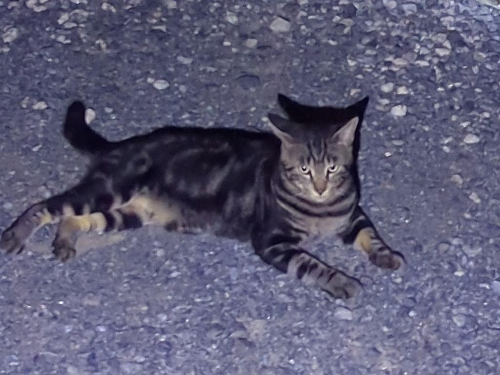 目撃された猫 目撃された猫