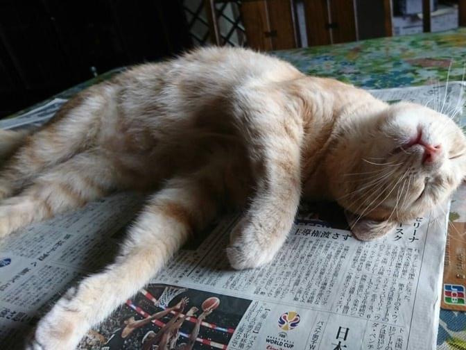 迷子になった猫 迷子になった猫