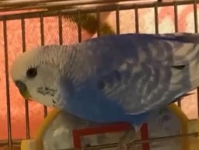 くうちゃん くうちゃん