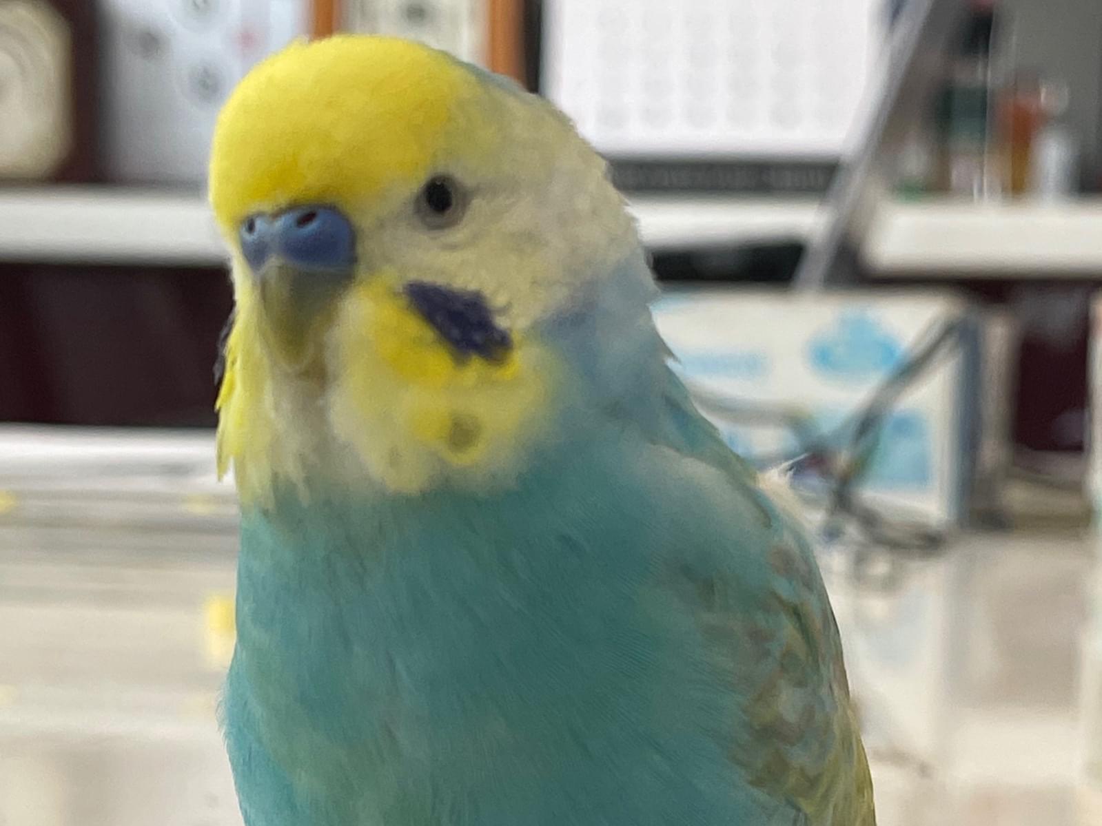 ブルー ぶーちゃん ブルー ぶーちゃん