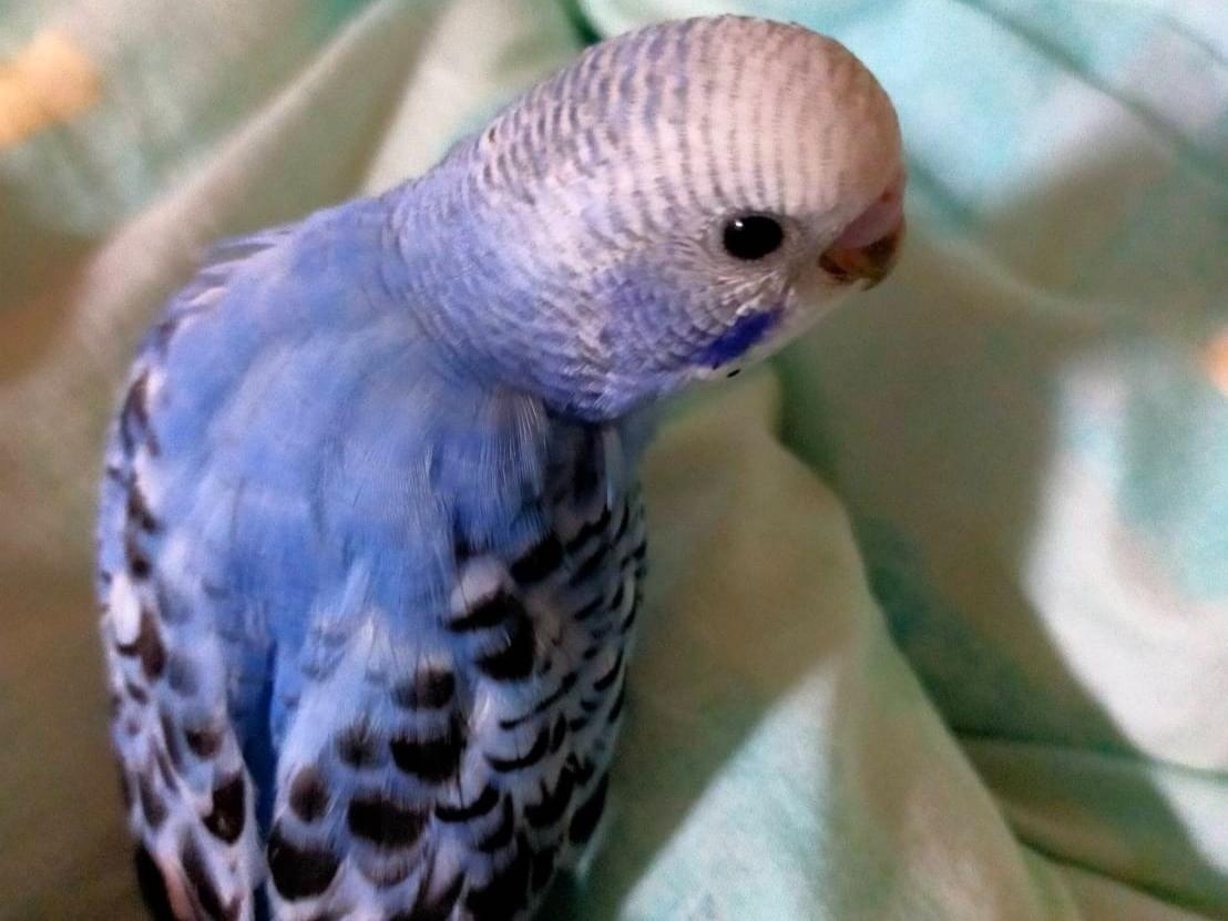 ジナンちゃん ジナンちゃん