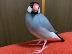 まちゃちゃん まちゃちゃん