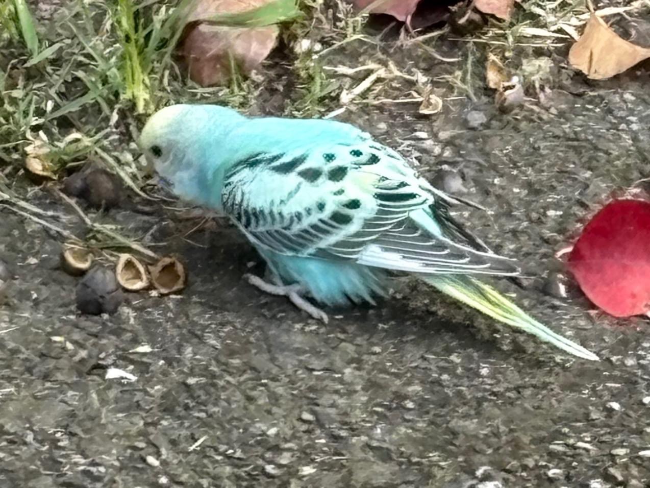 目撃された鳥 目撃された鳥