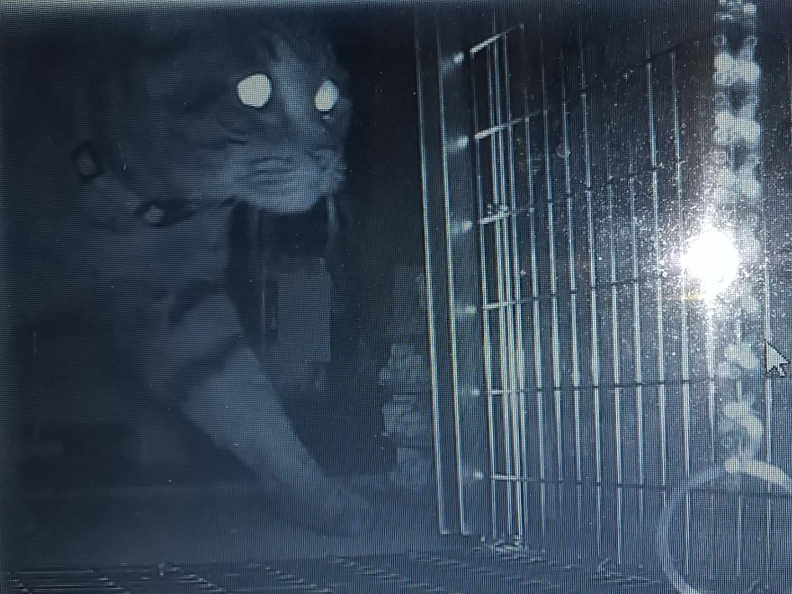 目撃された猫 目撃された猫