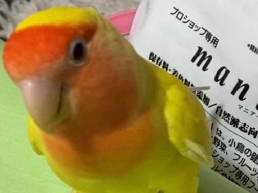 レモンちゃん レモンちゃん