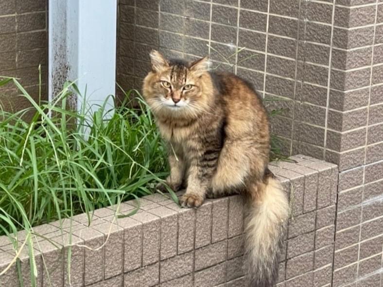 目撃された猫 目撃された猫