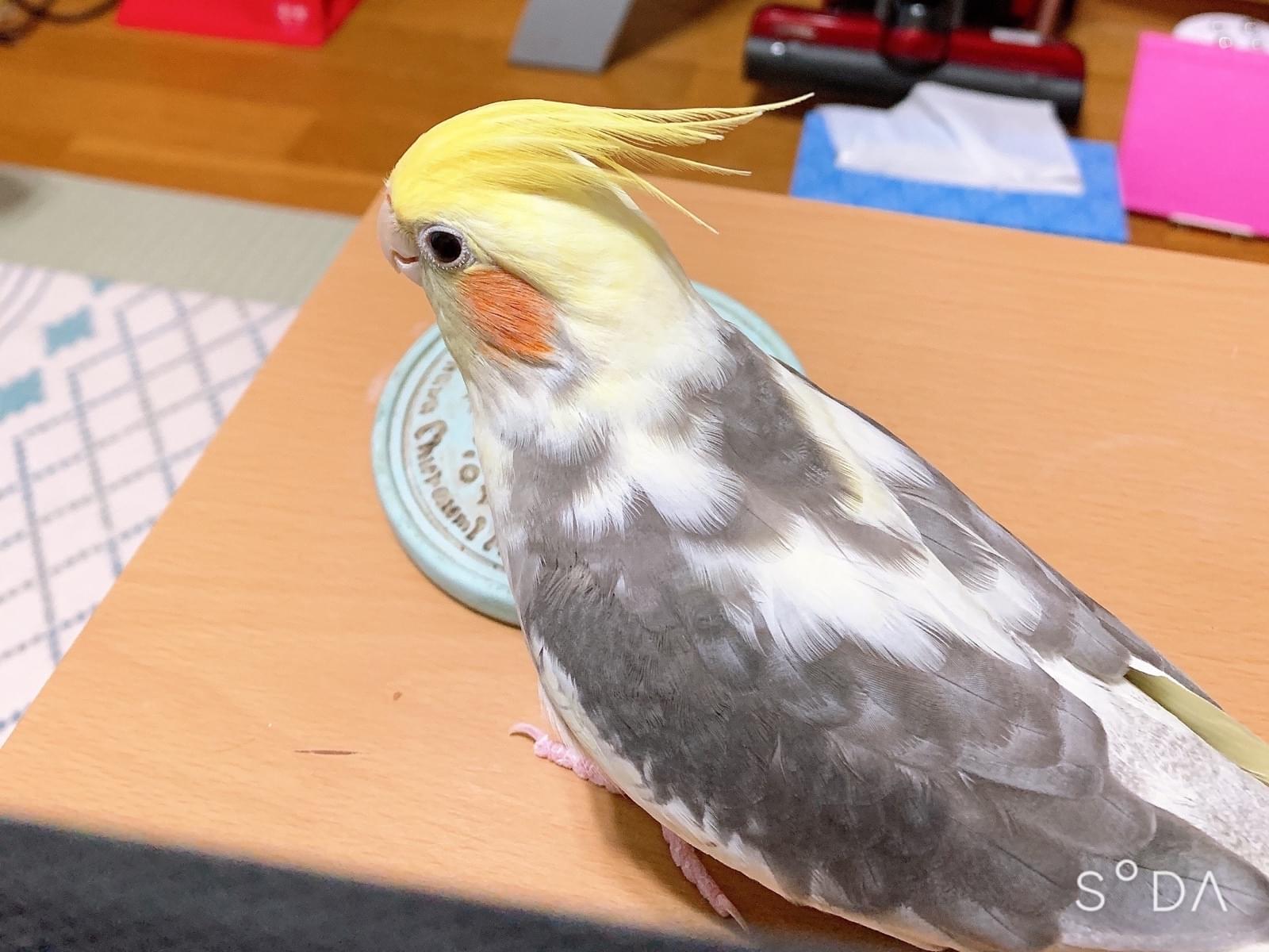 ポテトちゃん ポテトちゃん