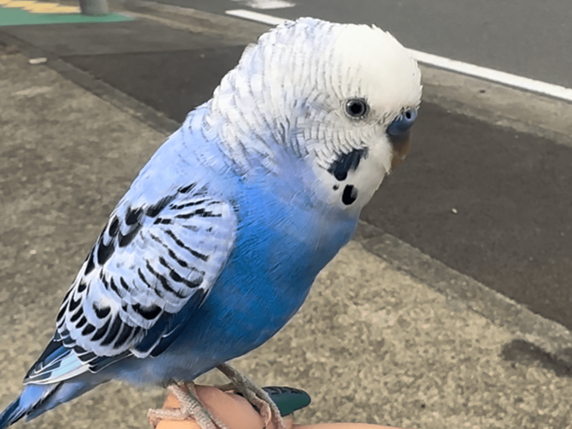 保護された鳥 保護された鳥