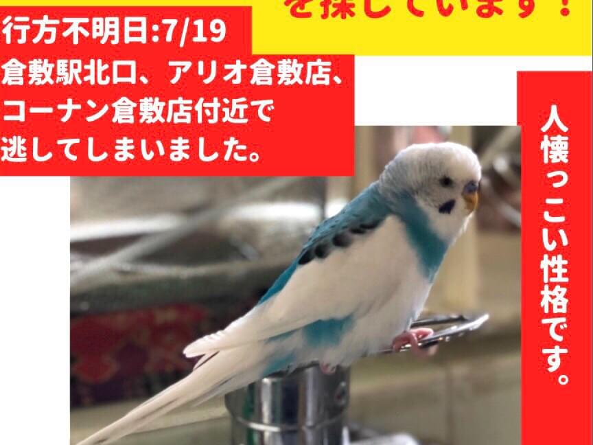 ソランちゃん ソランちゃん