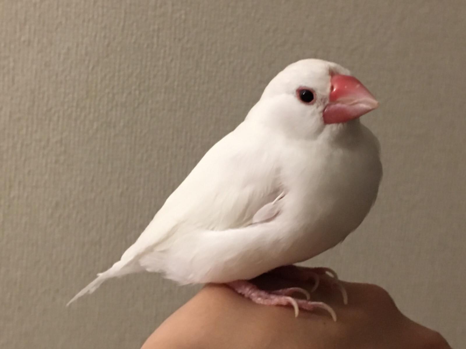 ピースケちゃん ピースケちゃん