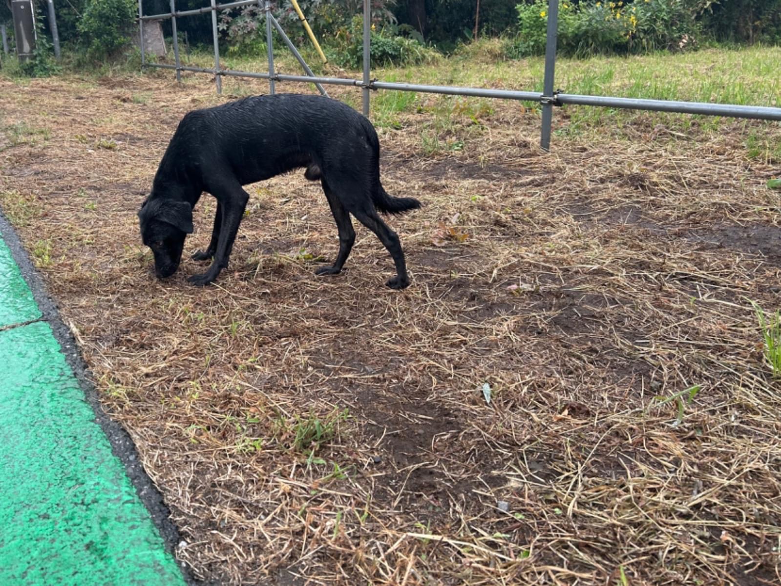 目撃された犬 目撃された犬