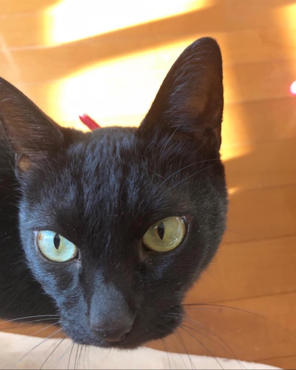 13歳黒猫、赤い首輪