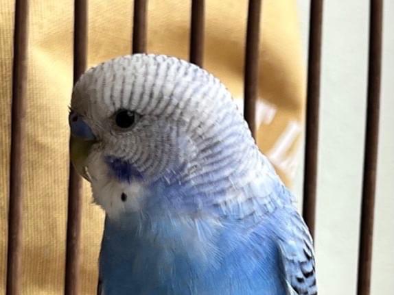 保護された鳥 保護された鳥