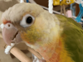 まるちゃん まるちゃん