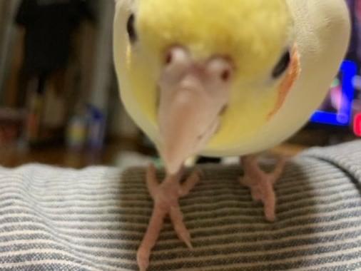 ちゃちゃちゃん ちゃちゃちゃん