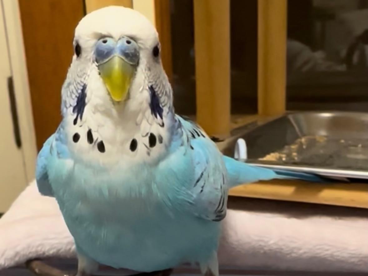 保護された鳥 保護された鳥