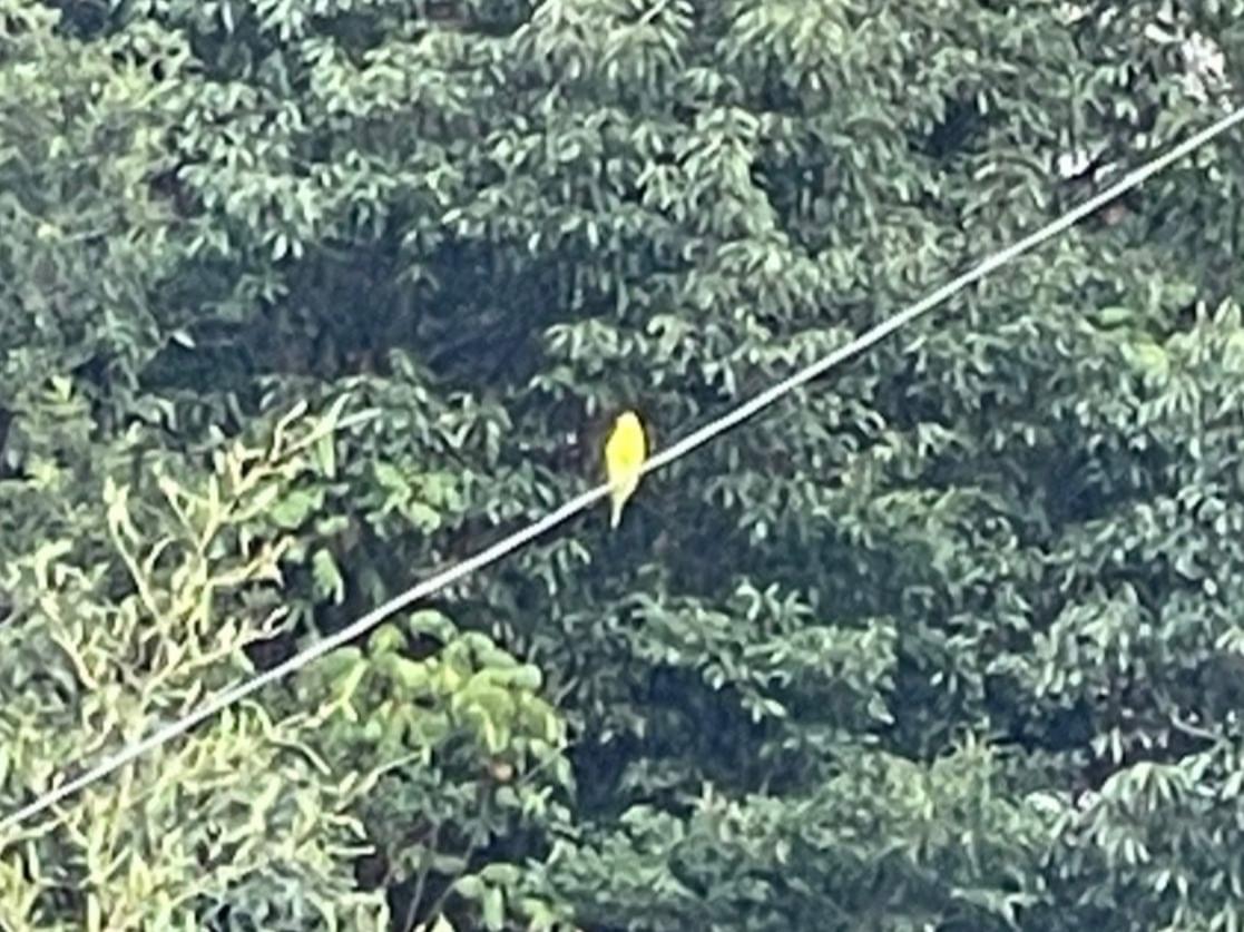 目撃された鳥 目撃された鳥