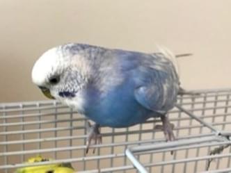 ぽよちゃん ぽよちゃん