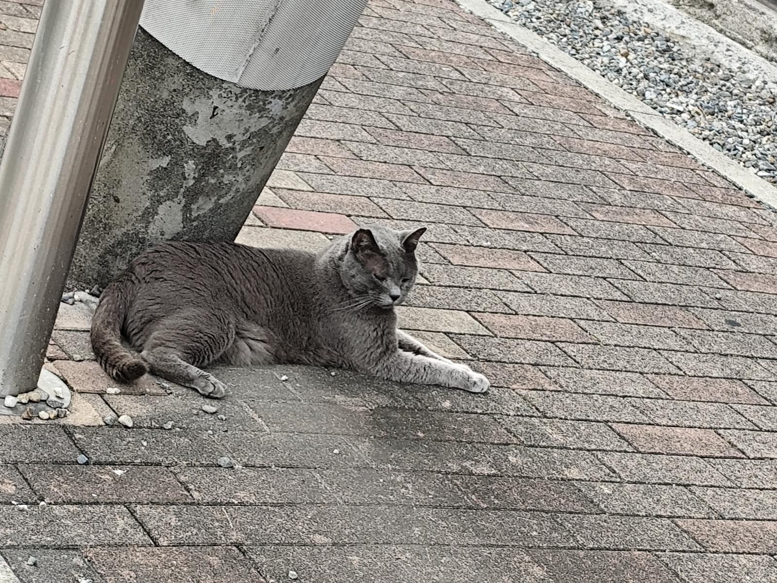 目撃された猫 目撃された猫