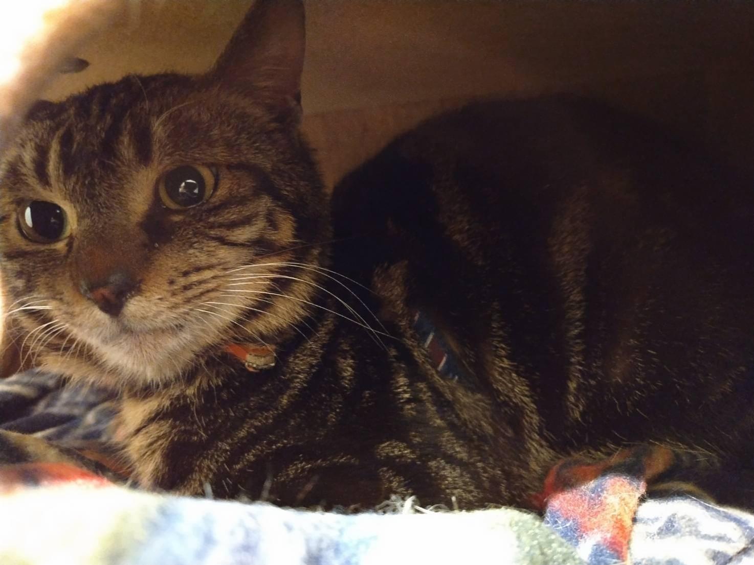 保護された猫 保護された猫
