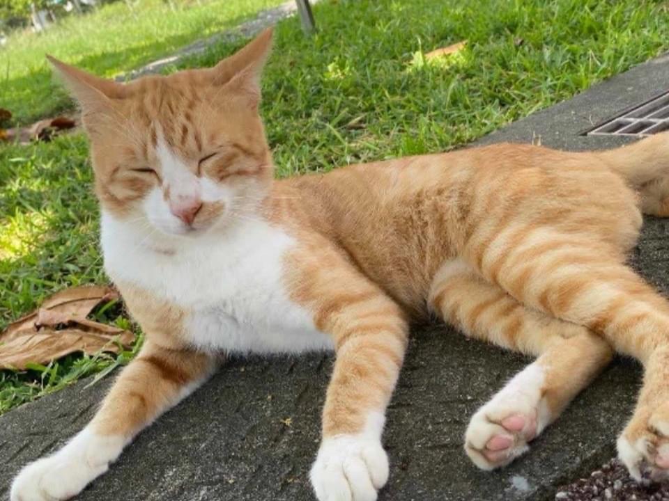 保護された猫 保護された猫