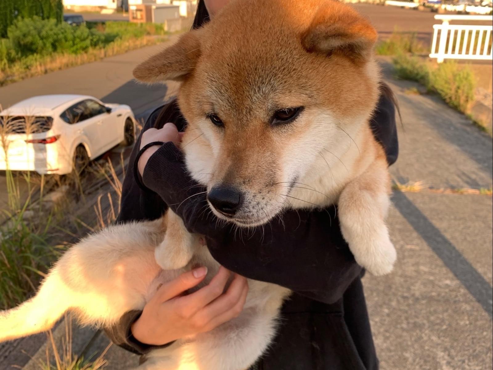 保護された犬 保護された犬