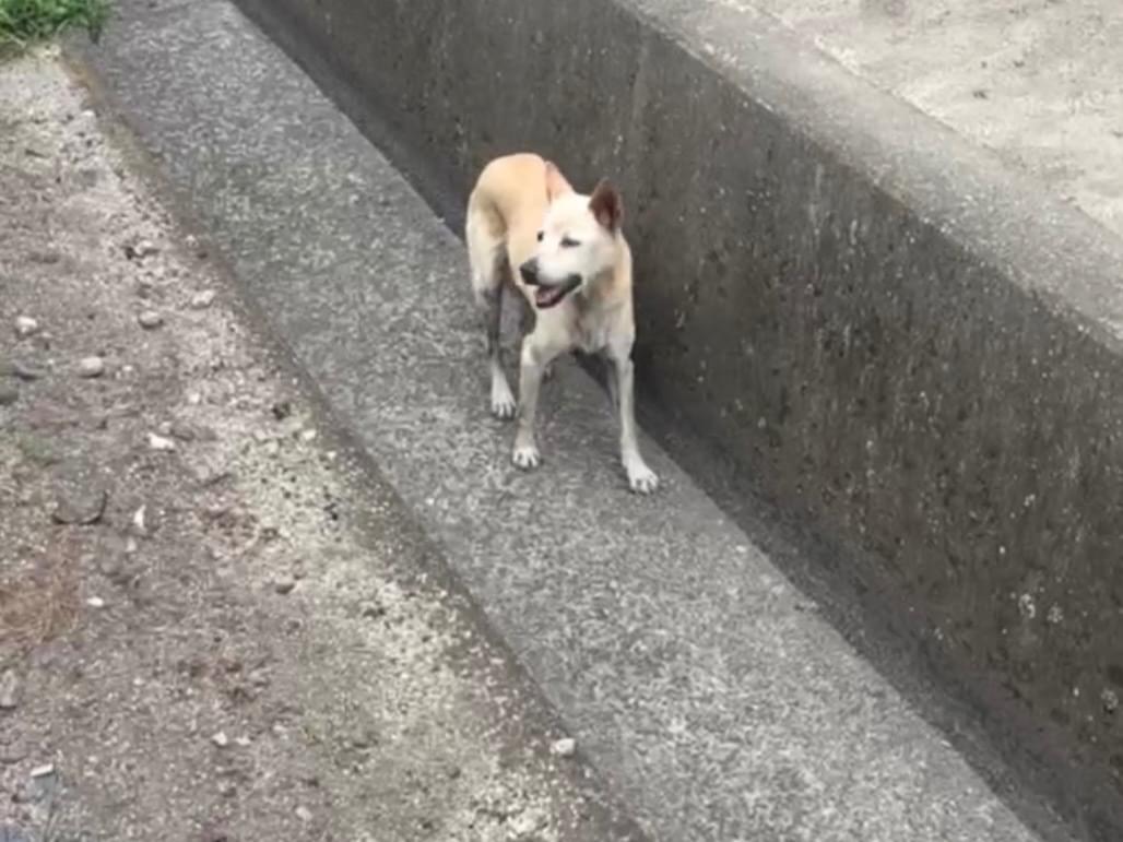 目撃された犬 目撃された犬