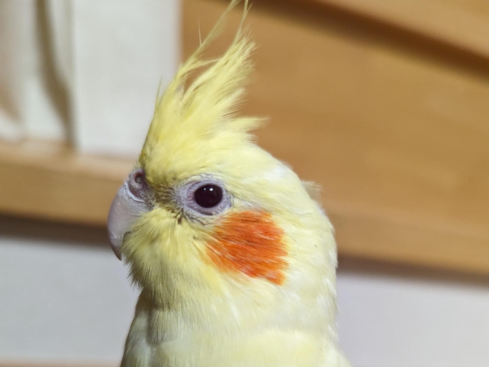 ももちゃん ももちゃん