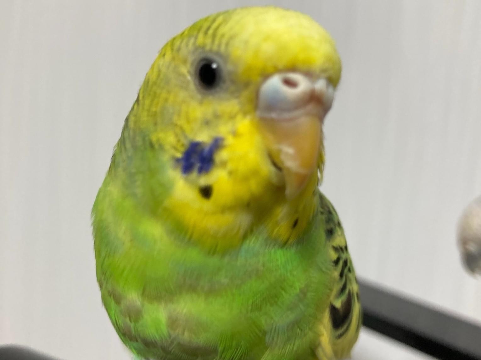 すずちゃん すずちゃん