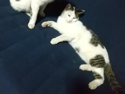 キジトラ白猫ページです。 キジトラ白猫ページです。 キジ白はどんな猫？キジ白の性格