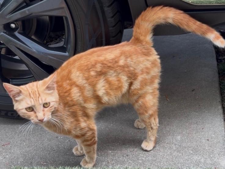 目撃された猫