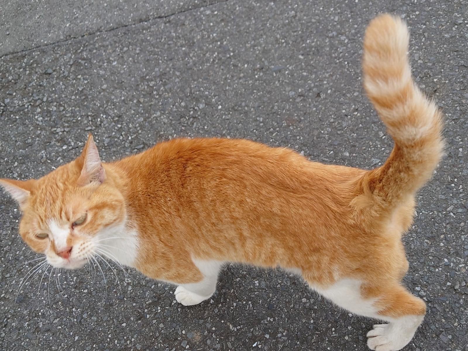 保護された猫 保護された猫