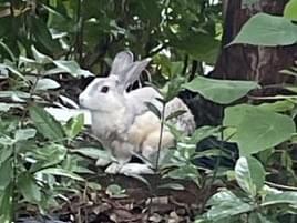 目撃されたペット 目撃されたペット