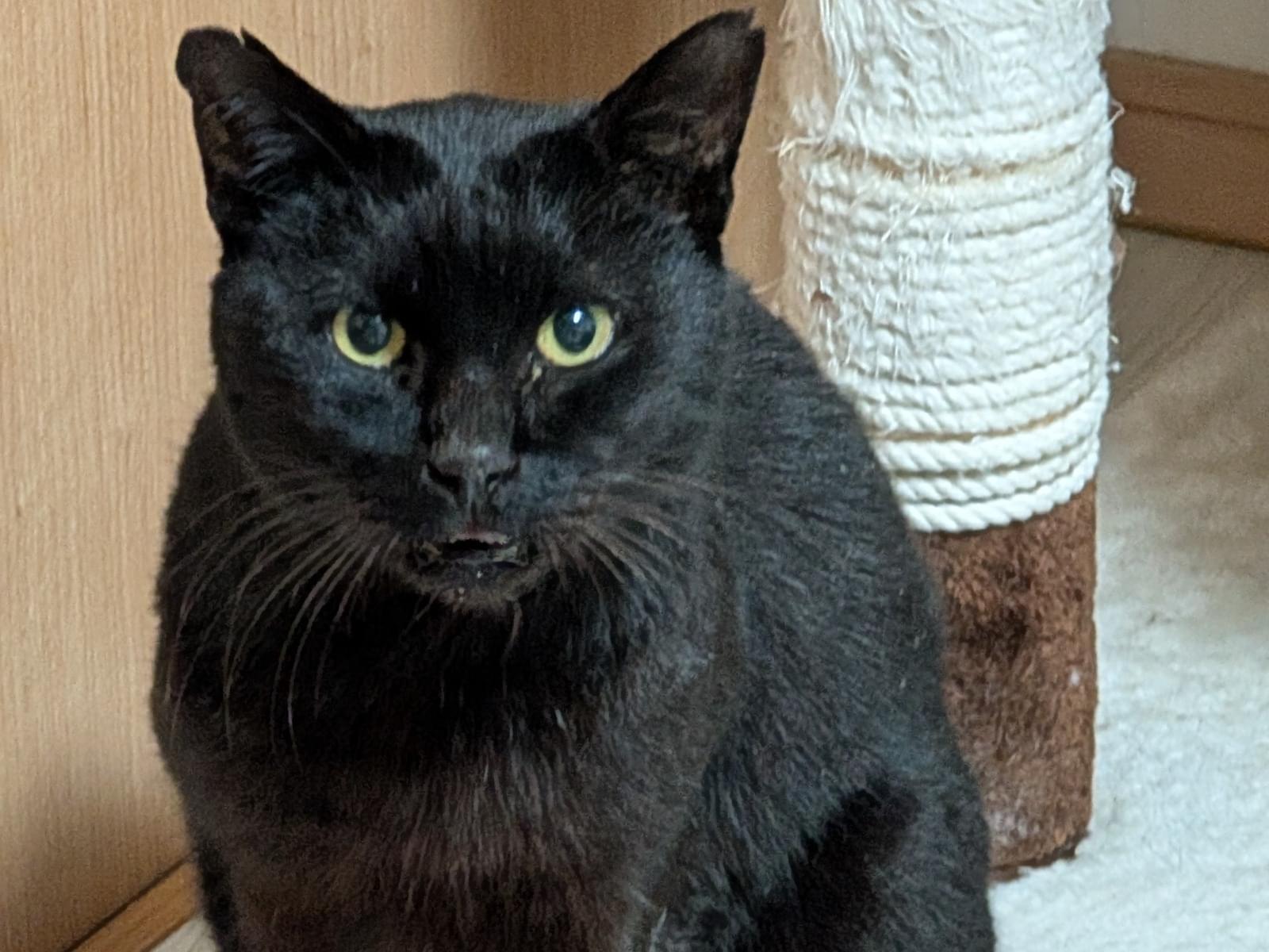 目撃された猫 目撃された猫