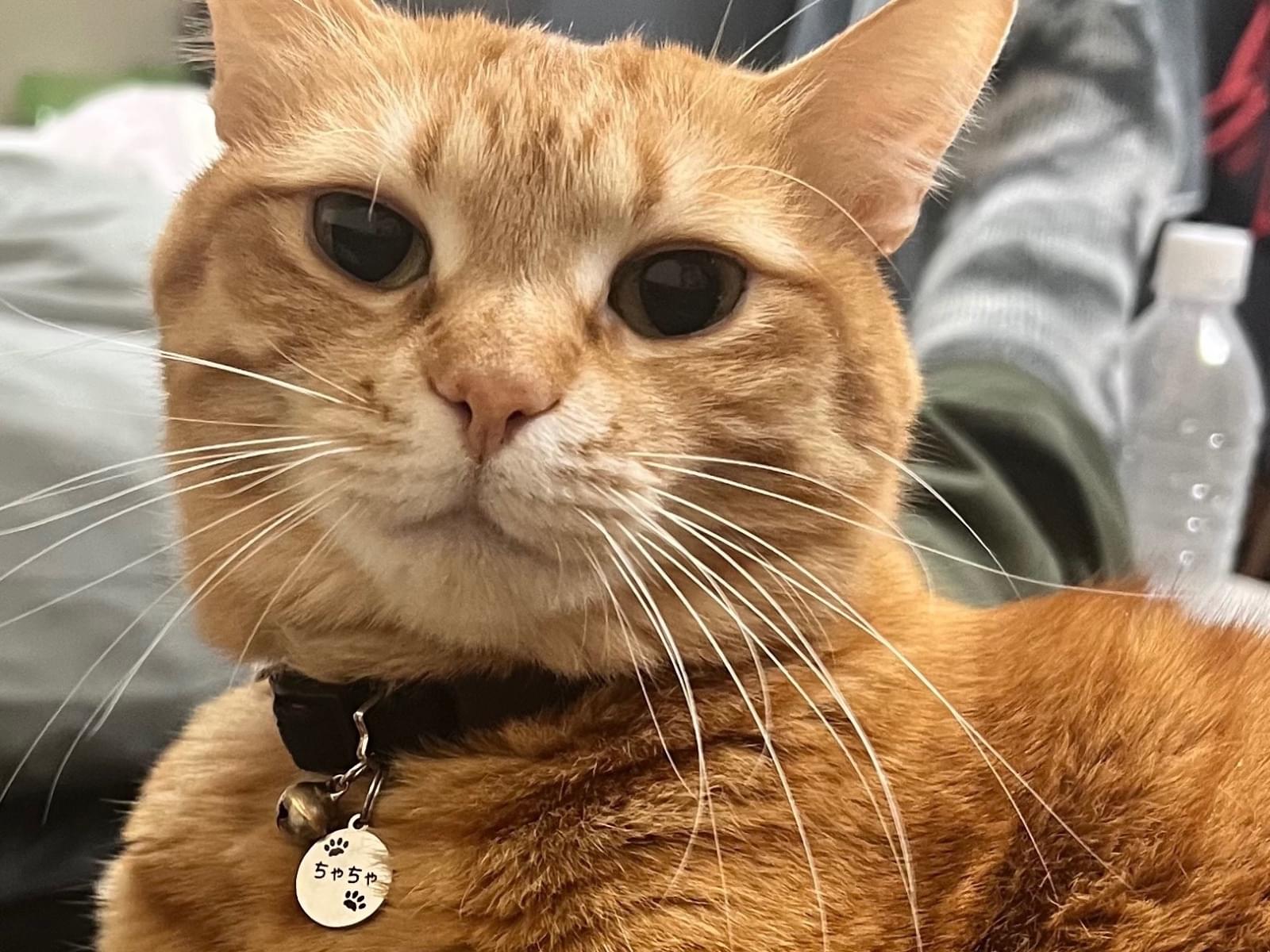 ちゃちゃちゃん