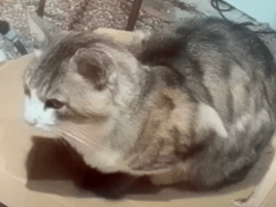 目撃された猫 目撃された猫