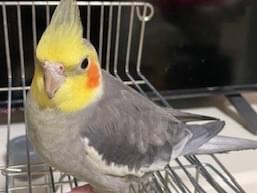 スザクちゃん スザクちゃん